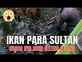 INILAH RAJANYA IKAN  CHANNA TERMAHAL KASTA SULTAN DI KALIMANTAN (MINI FISHING CAMP) #387