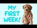 MY FIRST WEEK! | Flip the Australian Labradoodle