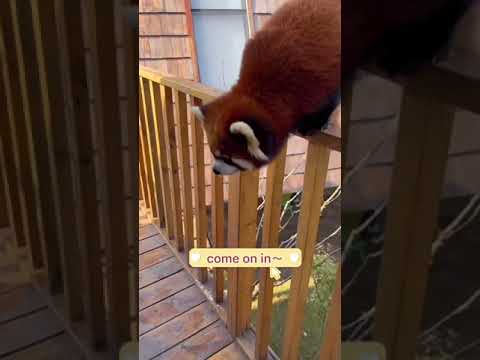 Wideo: Pet Scoop: Rodzina psów dała zwroty do domu, podniesiona ręka Red Panda debiutuje