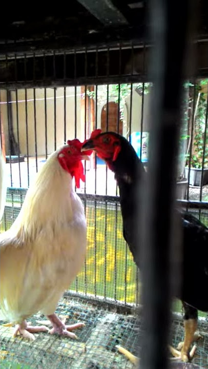 LEBIH PAGI DARI AYAM - 30 Detik