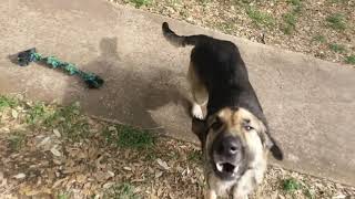Funny dog eating water