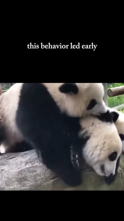 A group of pandas is called an "embarrassment." | fact about panda