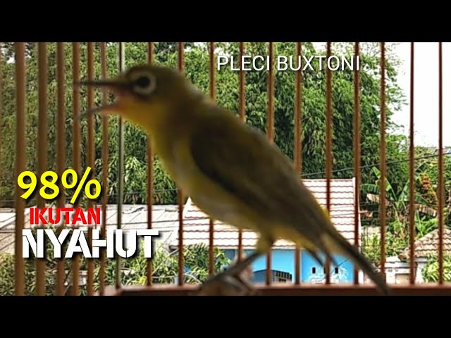 Pleci Buxtoni gacor ngalas bongkar isian Muzarab Buat Pancingan || Pleci Buka Paruh || BoloNet class=