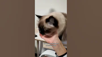 А вы знали, что кошки снимают стресс