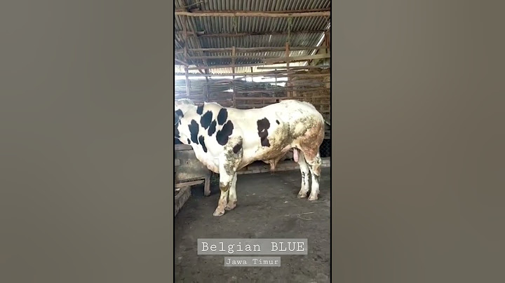 KEMUNCULAN BELGIAN BLUE  #peternakansapi #sapiindukansuper #sapisuper #sapijumbo #setiafarm #sapi