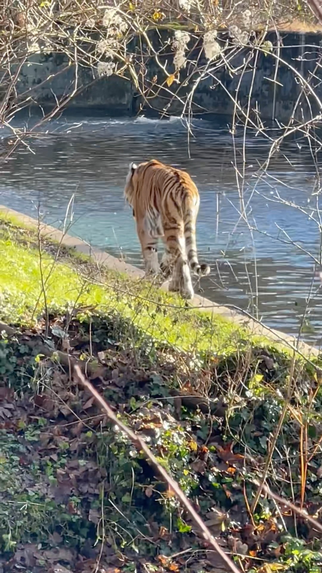 Tiger Passing Through Old Castle Ruins
