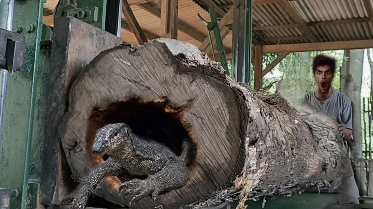 the process of sawing solid wide wooden planks from large old teak wood ...