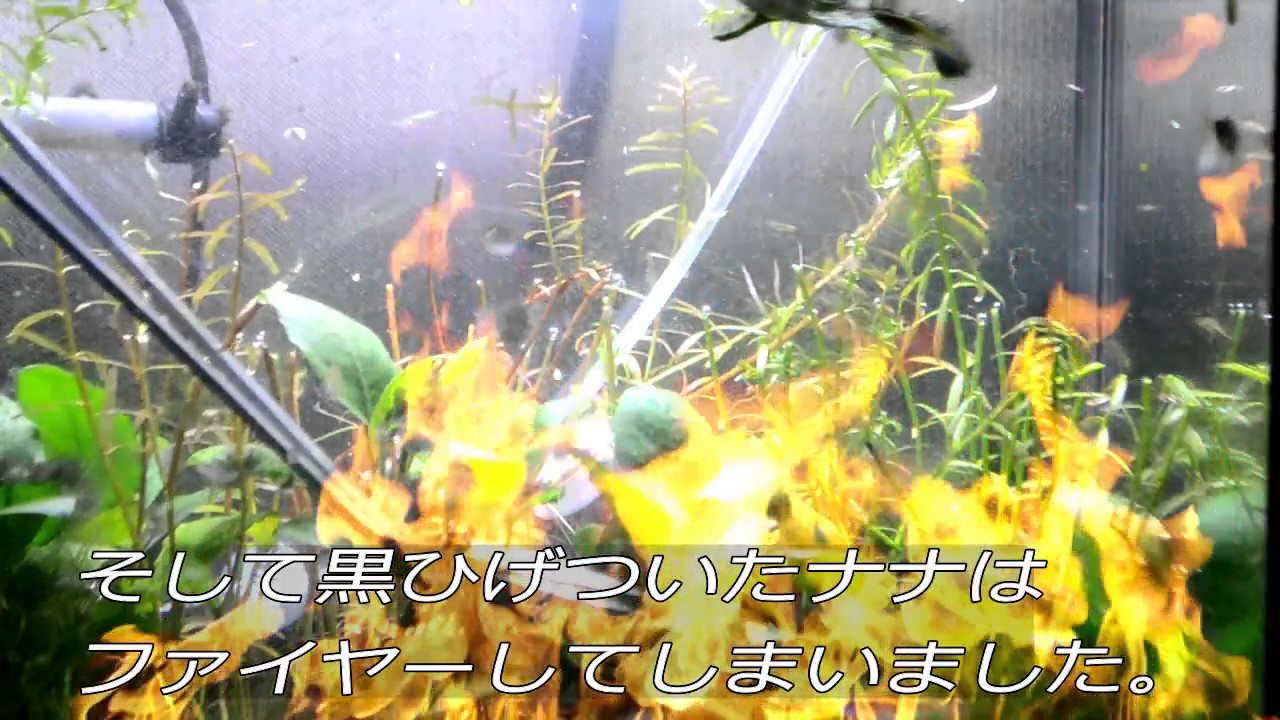 水槽熱帯魚アクアリウム 藻対策に オキシドール 藻だらけ水槽に使ってみた Youtube