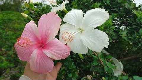 Bán cây dâm bụt hồng, dâm bụt trắng cánh đơn TUYỆT ĐẸP 0977973535