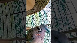 Download Lagu Tekukur Kuk 3 Super Gacor Memanggil ‼️ #tekukur #derkuku MP3