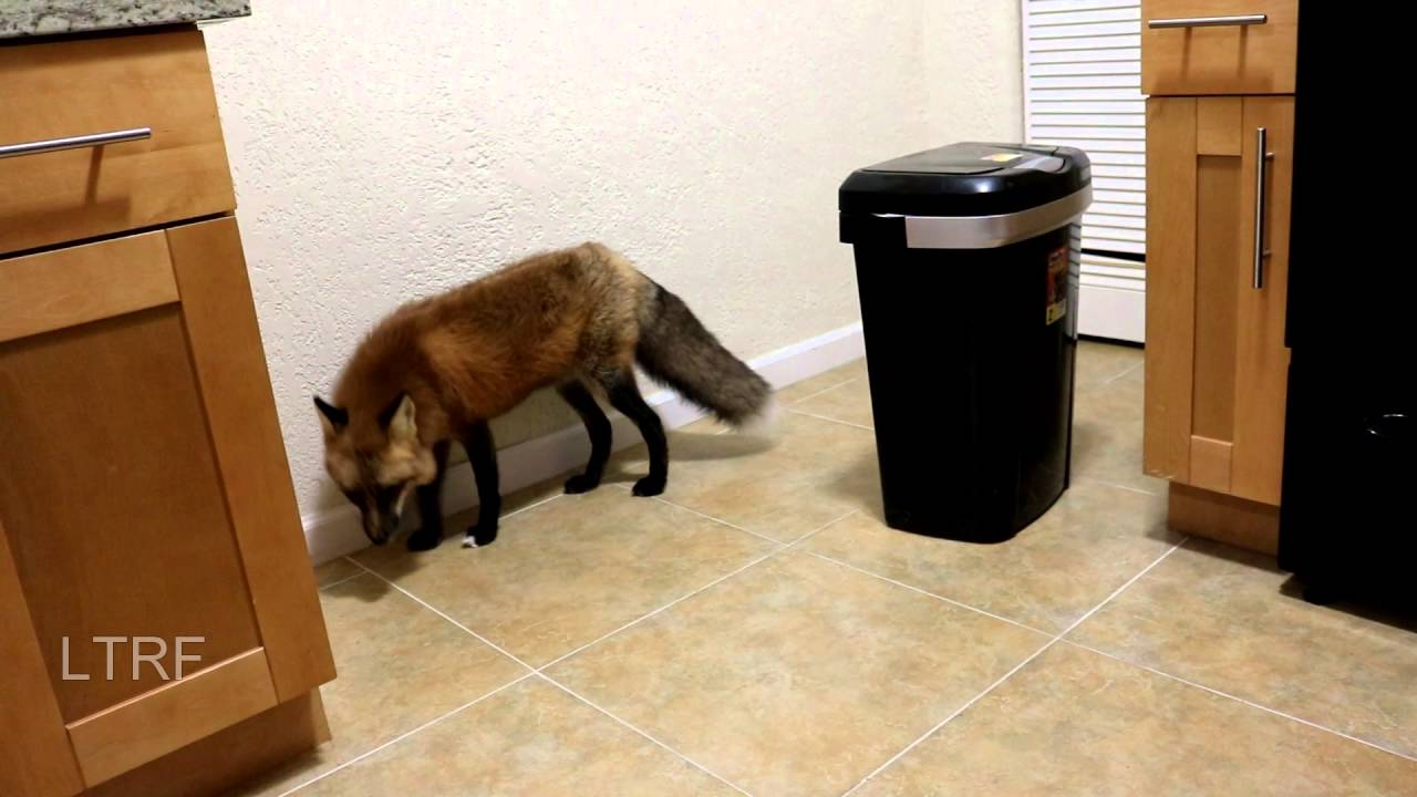 Fox with a trash can attitude YouTube