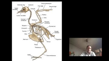 SKELETAL SYSTEM OF BIRDS