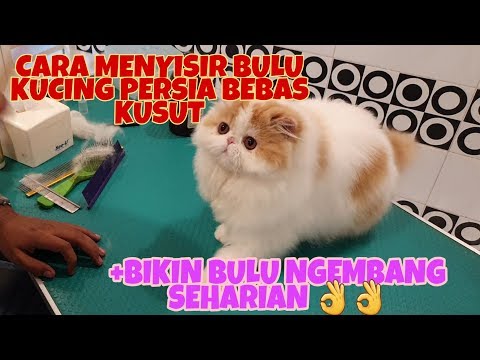 Video: Cara Merawat Bulu Kucing Dari Ras Yang Berbeda Dengan Benar: Mencuci Dan Menyisir