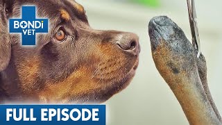 3 Legged Dog Gets Human Surgery  | Bondi Vet Coast to Coast Season 3 | Full Episodes