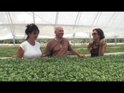 What is Hydroponic Farming?