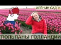 СУПЕР ПАРК тюльпанов Кёкенхоф, Голландия