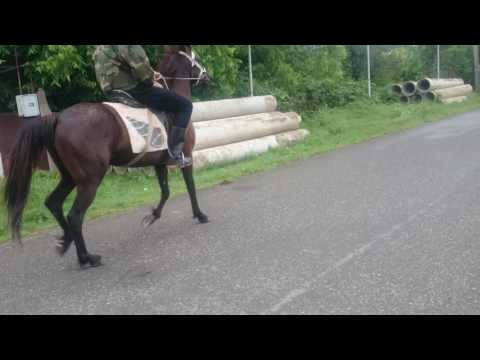 Arabian ცხენი ყურშა (ბაღდათი)5