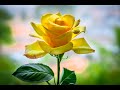 Hermosas flores amarillas que te encantarán la vista
