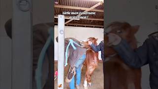 Equine Anger: A Quiet but Overwhelming Art Form.#AngryHorse #HorseLife #FunnyHorses #Horse