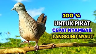 Perkutut Lokal Gacor Asli Pikat Suara Besar Ampuh Untuk Memanggil Kawan