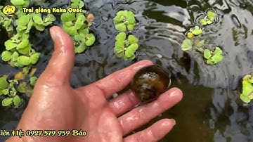 Cách Thay NƯỚC KHI NUÔI ỐC TRÊN BỂ BẠT TRÁNH SỐC NƯỚC