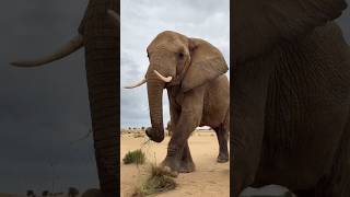 Sheikh Hamdan / فزاع FAZZA / Elephants 🐘 (Dubai 16/04/2024)