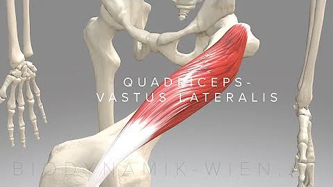 Quadriceps Vastus Lateralis (3D Animation)