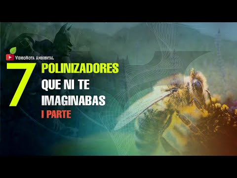 7 Polinizadores que contribuyen con la agricultura y otras funciones ecosistémicas (Parte 1). 🐝