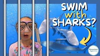 Cage Diving With Galapagos Sharks - Hawaii Shark Encounters - Haleiwa, Hawaii