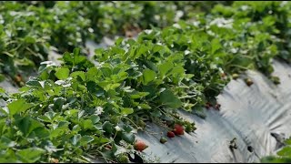 Ora News - Rimbursohet Tvsh-Ja Për Fermerët Që Rinovojnë Plastmasin E Serrave