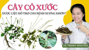 Sử dụng dược liệu câu cỏ xước hỗ trợ chữa bệnh xương khớp có hiệu quả không?