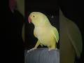 🦜... #parrottalking #talkingparrot #shortsfeed #viralshort #shorts