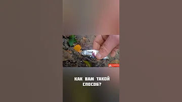 Наживка для хищной рыбы налима судака берша Мертвая рыбка. Как насадить живца. Рыбалка Снасточка для
