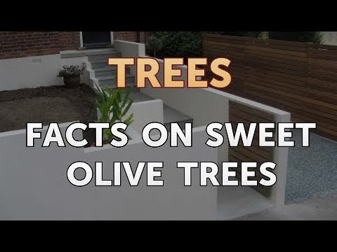 Facts on Sweet Olive Trees