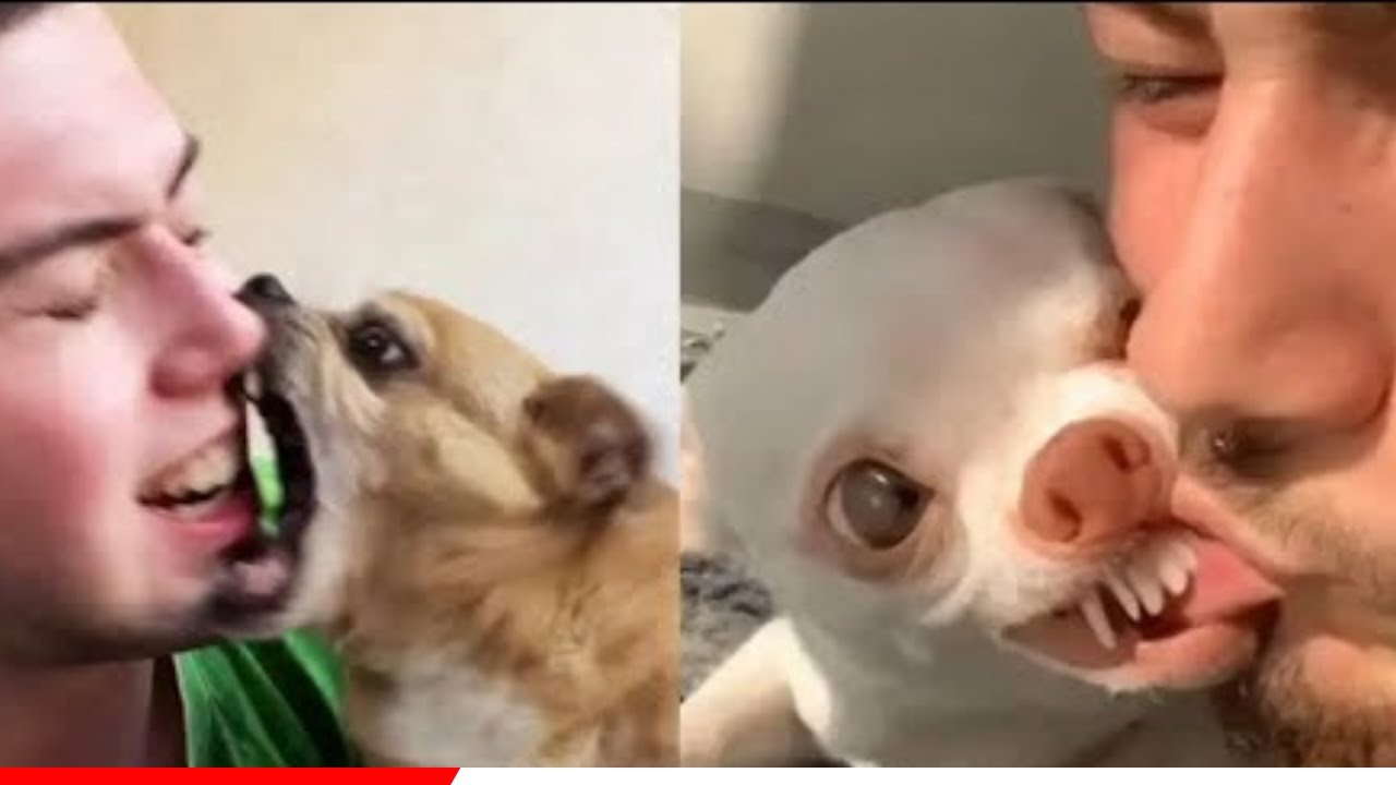 Funny Dogs And Cats of TikTok 😮  Fluff Planet