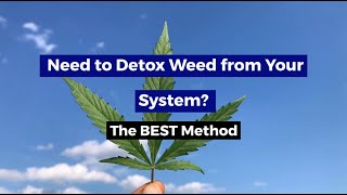 Need To Detox Weed From Your System The BEST Method