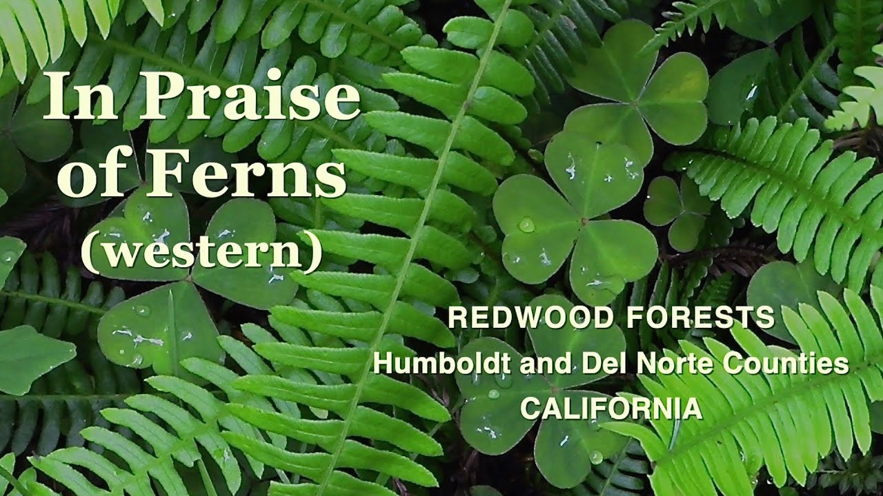 "In Praise of Ferns" (western North America) - photos by Connie Barlow