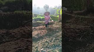 Download Lagu sawah dan cangkul MP3