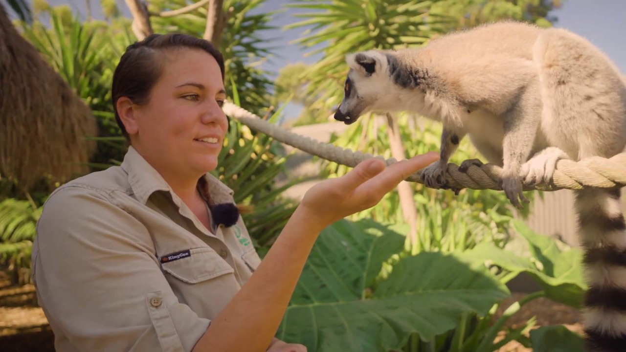 Learn all about Ring-Tailed Lemurs