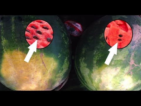 راه تشخیص هندوانه قرمز شیرین و رسیده در چند ثانیه