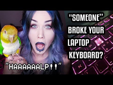 How to fix laptop keyboard (AFTER YOUR PARROT BROKE IT)