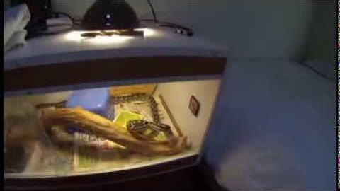 carpet pythons eating rats