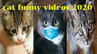 funny cat videos for kidsï¿¼ I Cat Funny Video Comedy | Cat Funny Videos 2020 Kids Hi Kids