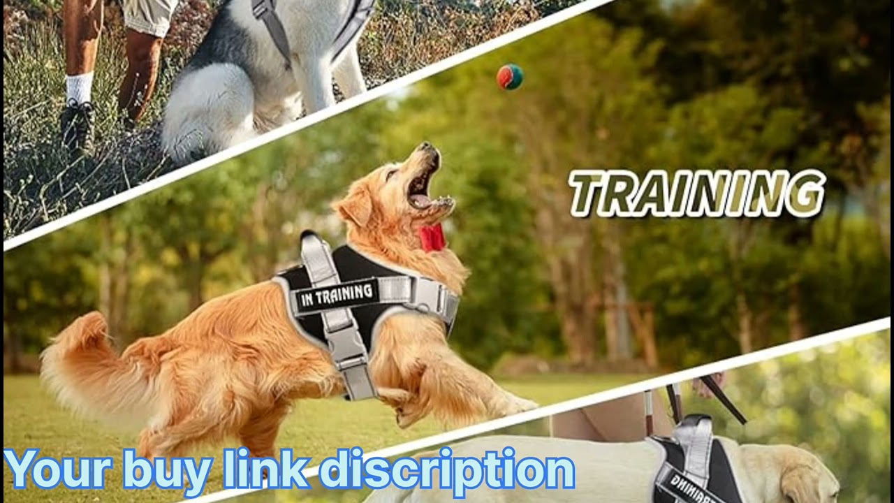 🔗 Buy link is here 👈 dog belt best