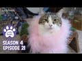 Mother Cat Behaving Badly, A Boa For The Queen, A Ditto Sighting * S4 E21 * Cat Vlog