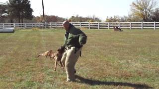 Police and Military K9 Training- Basic Bite Work with Bite Suit