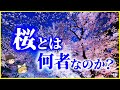 ゆっくり解説 全てはクローン 桜 とは何者なのか を解説 同じ個体だからできる開花前線 日本の象徴でもあるサクラの生態と歴史 ゆっくり解説 全てはクローン 桜 とは何者なのか を解説 同じ個体だからできる開花前線 日本の象徴でもあるサクラの生態と歴史