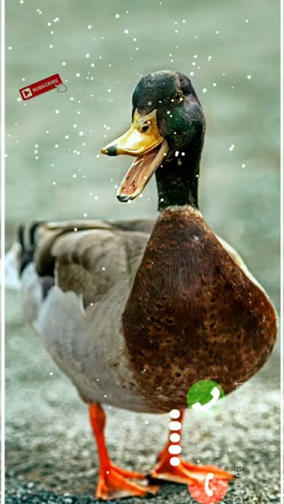 Duck message #ringtone New sms ringtone notification ringtone iPhone ringtone love ringtone