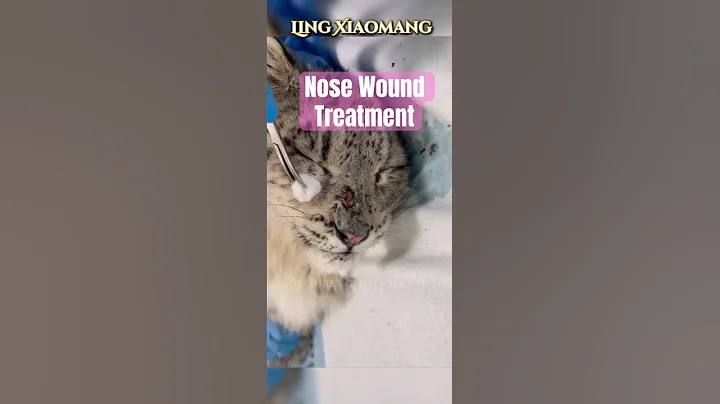 Video 10385981: leopard rescued, snow leopard, big cat rescue, animal rescue cats, wildlife rescue