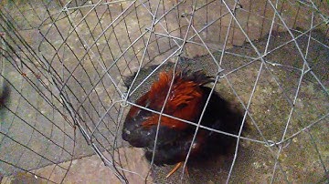 Qaib Me Nyuam Ntsuag Lau